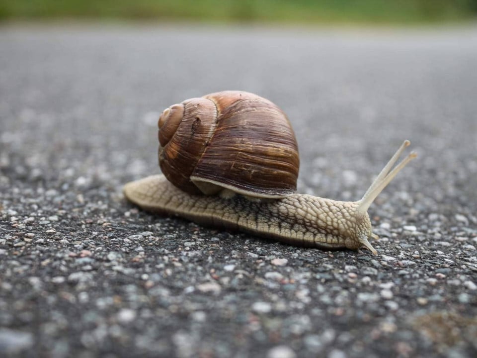 snail on a road.