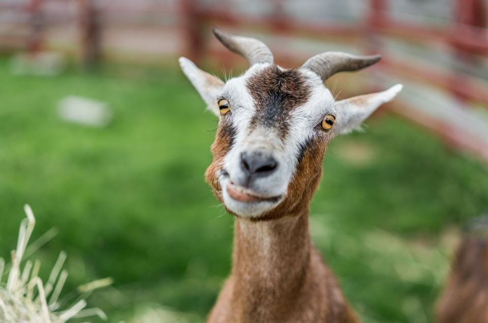 Goat in a field.